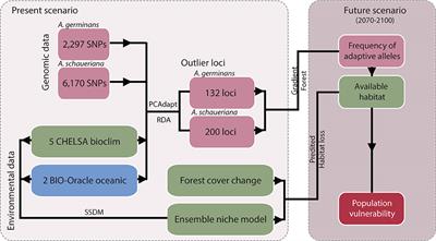 Differential Adaptive Potential and Vulnerability to Climate-Driven Habitat Loss in Brazilian Mangroves